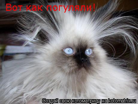 Котоматрица: Вот как погуляли!