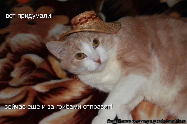 Котоматрица: вот придумали! сейчас ещё и за грибами отправят!