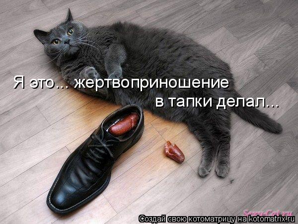 Я это... жертвоприношение в тапки делал...... Котоматрица: Я это... жертвоприношение в тапки делал...