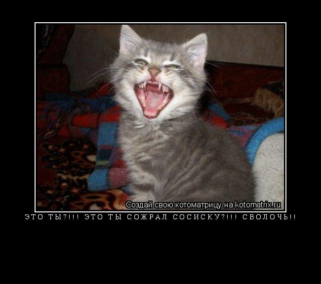 Котоматрица: Это ты?!!! Это ты сожрал сосиску?!!! Сволочь!! 