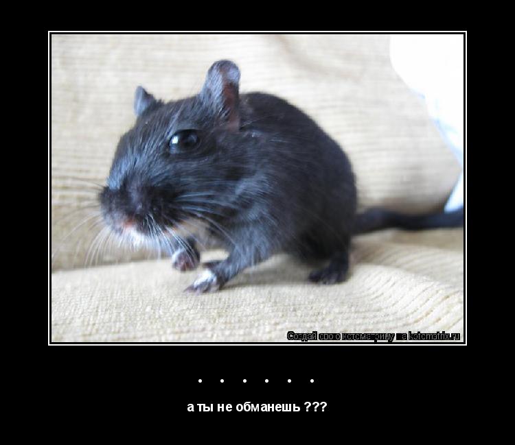 Котоматрица: ...... а ты не обманешь ???