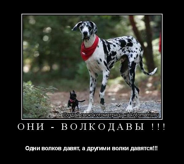 Котоматрица: ОНИ - ВОЛКОДАВЫ !!! Одни волков давят, а другими волки давятся!!!