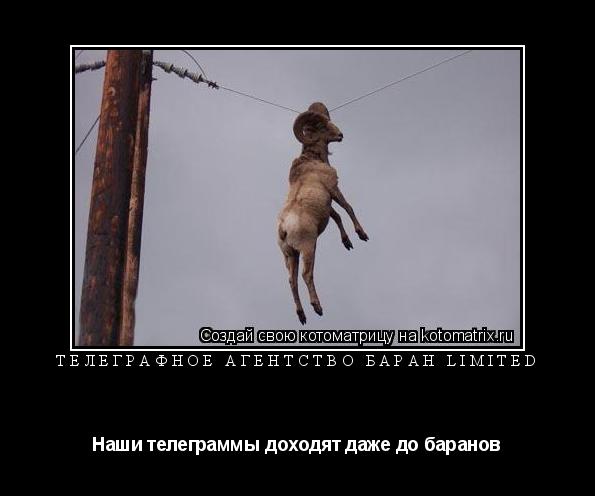 Котоматрица: Телеграфное агентство Баран limited Наши телеграммы доходят даже до баранов