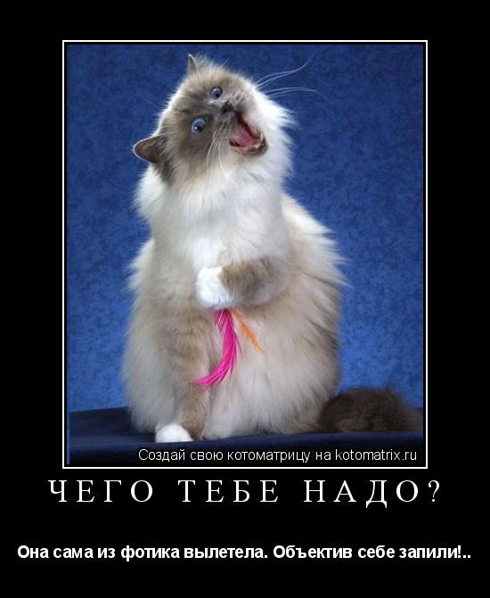 Чего тебе надо? Она сама из фотика вылетела. Объектив себе запили!..... Котоматрица: Чего тебе надо? Она сама из фотика вылетела. Объектив себе запили!..