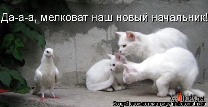 Котоматрица: Да-а-а, мелковат наш новый начальник!