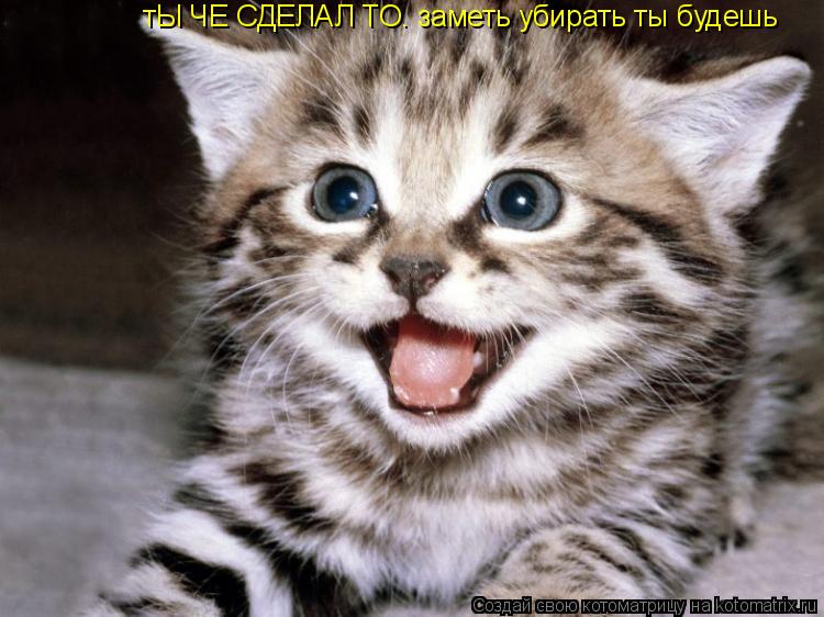 тЫ ЧЕ СДЕЛАЛ ТО. заметь убирать ты будешь... Котоматрица: тЫ ЧЕ СДЕЛАЛ ТО. заметь убирать ты будешь