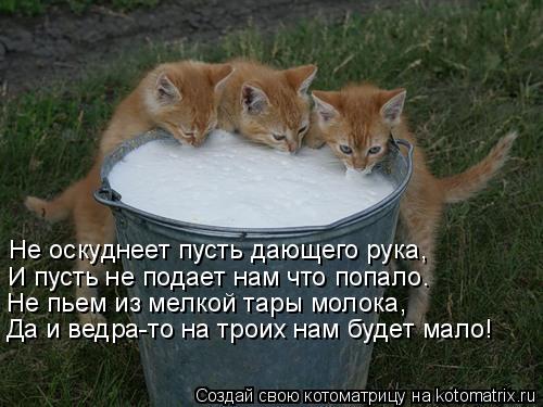 Котоматрица: Не оскуднеет пусть дающего рука, И пусть не подает нам что попало. Не пьем из мелкой тары молока, Да и ведра-то на троих нам будет мало!
