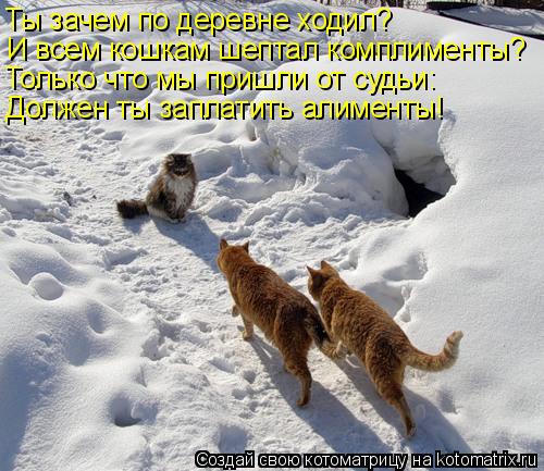 Котоматрица: Ты зачем по деревне ходил? И всем кошкам шептал комплименты? Только что мы пришли от судьи: Должен ты заплатить алименты!