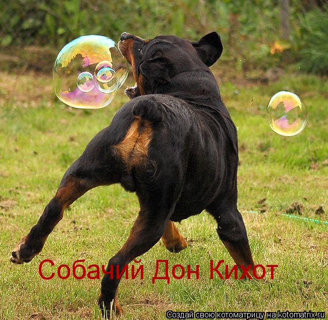 Котоматрица: Собачий Дон Кихот