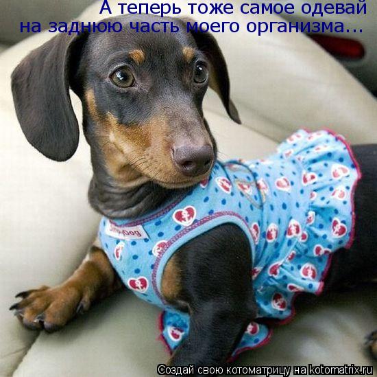 Котоматрица: А теперь тоже самое одевай  на заднюю часть моего организма...
