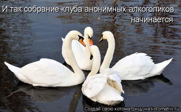 Котоматрица: И так собрание клуба анонимных алкоголиков  начинается