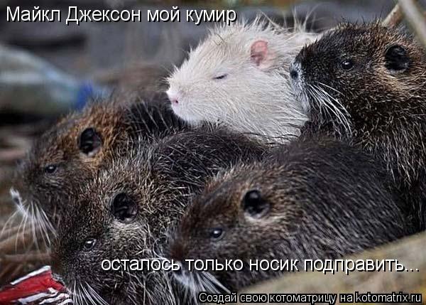 Котоматрица: Майкл Джексон мой кумир осталось только носик подправить...