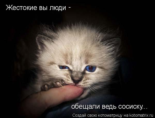 Котоматрица: Жестокие вы люди - обещали ведь сосиску...