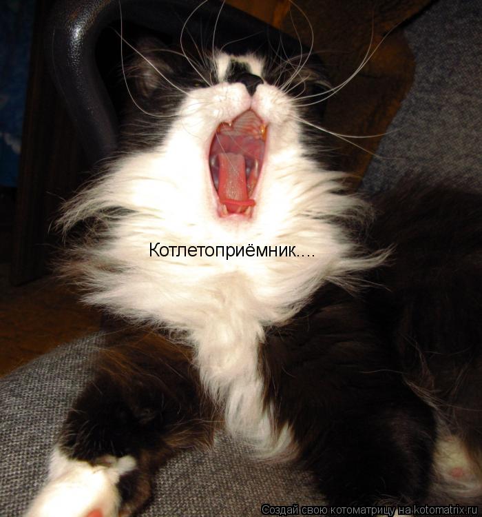 Котоматрица: Котлетоприёмник....