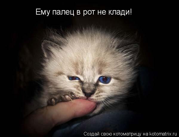 Котоматрица: Ему палец в рот не клади!