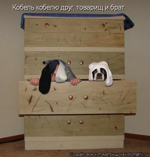 Котоматрица: Кобель кобелю друг, товарищ и брат.