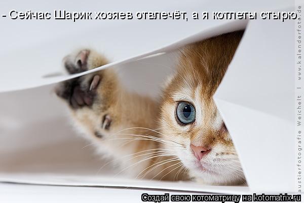 - Сейчас Шарик хозяев отвлечёт, а я котлеты стырю.... Котоматрица: - Сейчас Шарик хозяев отвлечёт, а я котлеты стырю.