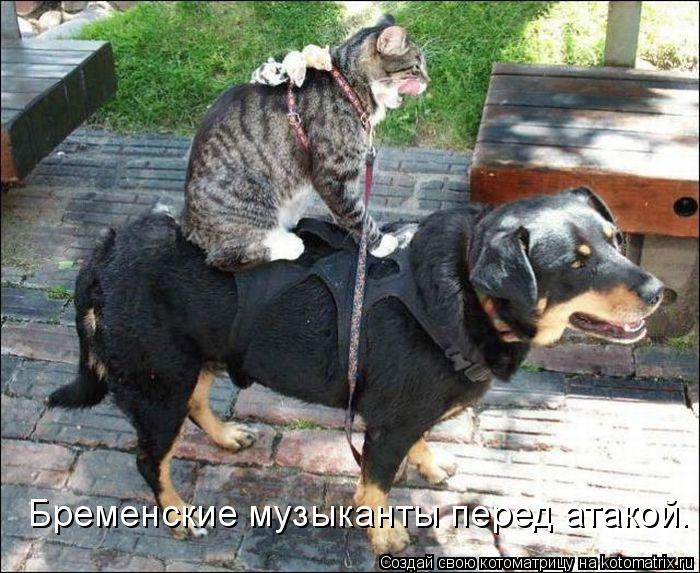 Бременские музыканты перед атакой.... Котоматрица: Бременские музыканты перед атакой.