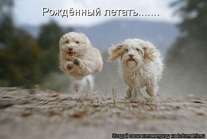 Рождённый летать.......... Котоматрица: Рождённый летать.......