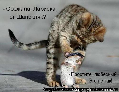 Котоматрица: - Сбежала, Лариска, от Шапокляк?! - Простите, любезный!  Это не так!