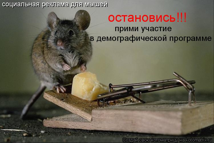социальная реклама для мышей остановись!!! прими участие в демографической программе... Котоматрица: социальная реклама для мышей остановись!!! прими участие в демографической программе