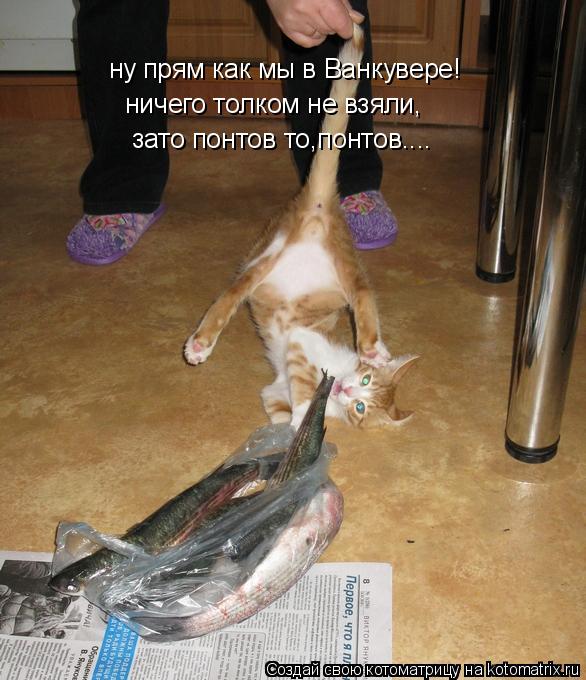 Котоматрица: ну прям как мы в Ванкувере! ничего толком не взяли, зато понтов то,понтов....