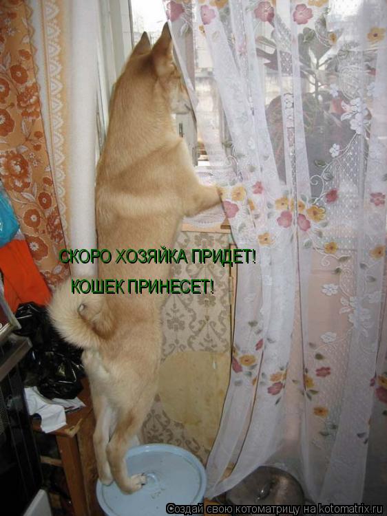 Котоматрица: СКОРО ХОЗЯЙКА ПРИДЕТ! КОШЕК ПРИНЕСЕТ!