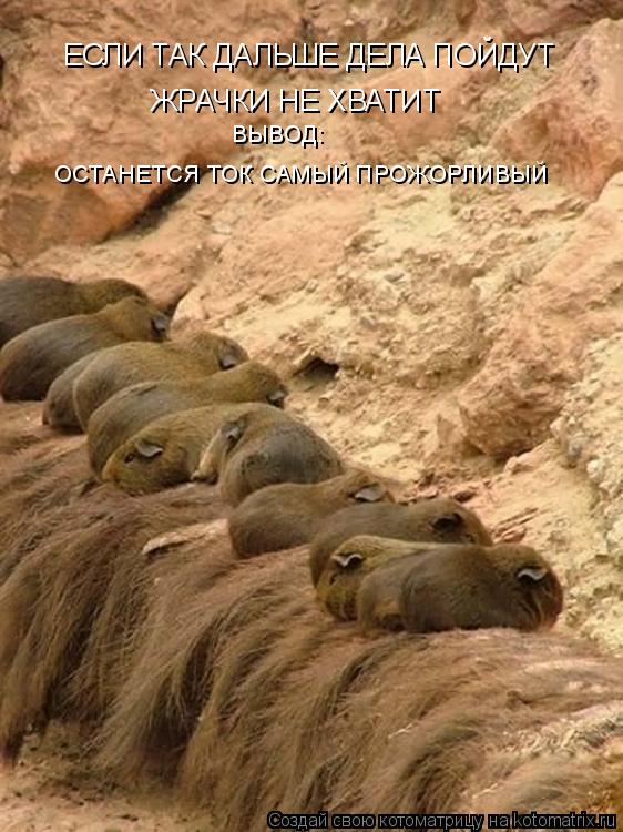 Котоматрица: ЕСЛИ ТАК ДАЛЬШЕ ДЕЛА ПОЙДУТ ЖРАЧКИ НЕ ХВАТИТ ВЫВОД:  ОСТАНЕТСЯ ТОК САМЫЙ ПРОЖОРЛИВЫЙ