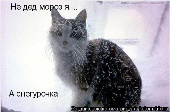 Котоматрица: Не дед мороз я.... А снегурочка
