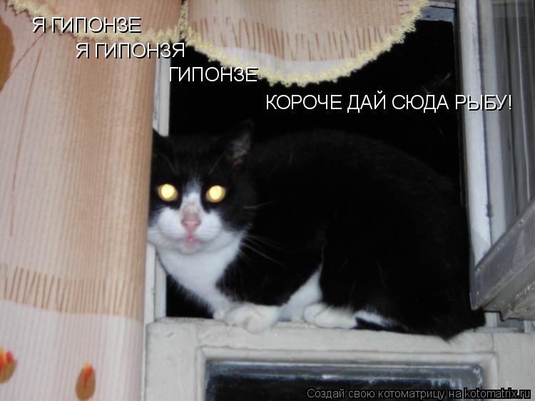 Котоматрица: Я ГИПОНЗЕ Я ГИПОНЗЯ Я ГИПОНЗЕ ГИПОНЗЕ КОРОЧЕ ДАЙ СЮДА РЫБУ!