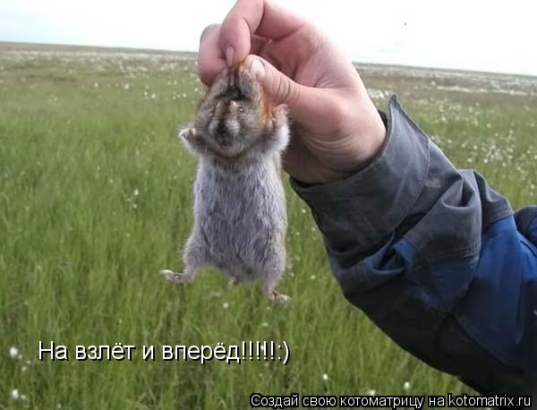Котоматрица: На взлёт и вперёд!!!!!:)