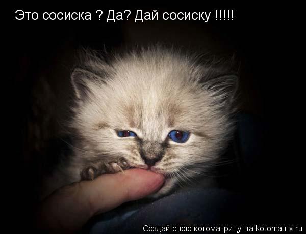 Котоматрица: Это сосиска ? Да? Дай сосиску !!!!!