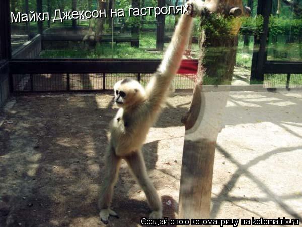 Котоматрица: Майкл Джексон на гастролях