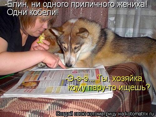 Котоматрица: -Блин, ни одного приличного жениха! Одни кобели! -Э-э-э... Ты, хозяйка,  кому пару-то ищешь?