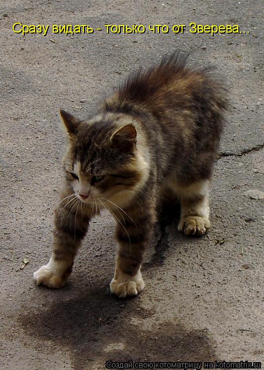 Котоматрица: Сразу видать - только что от Зверева...