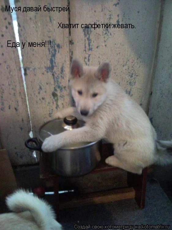 Котоматрица: Еда у меня!!!. Муся давай быстрей. Хватит салфетки жевать.