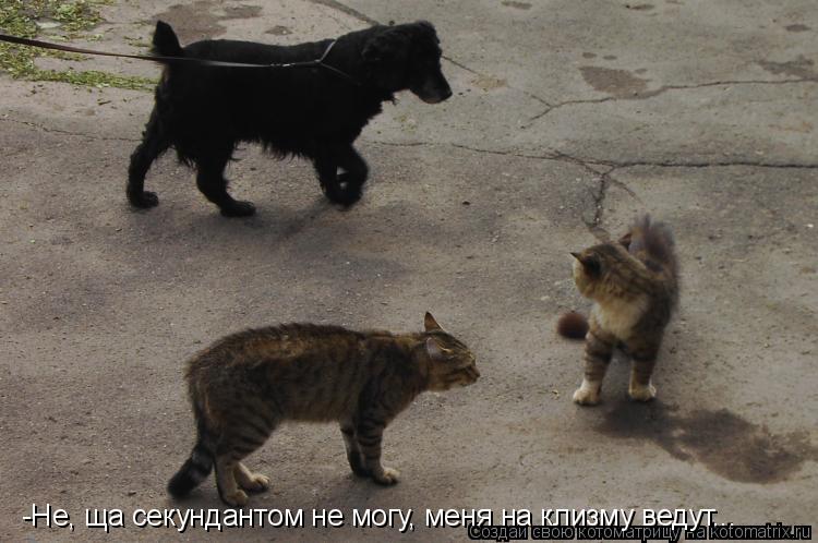 Котоматрица: -Не, ща секундантом не могу, меня на клизму ведут...