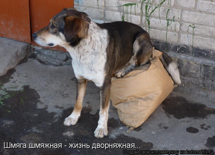 Котоматрица: Шмяга шмяжная - жизнь дворняжная...