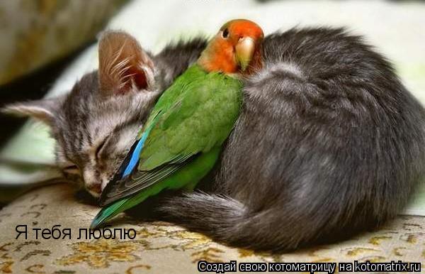 Котоматрица: Я тебя люблю