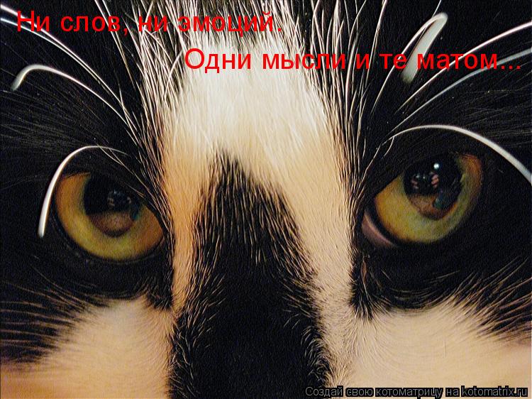 Котоматрица: Ни слов, ни эмоций. Одни мысли и те матом...
