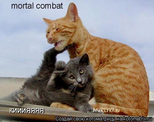 Котоматрица: mortal combat  кииияяяя