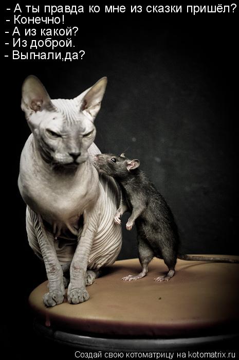- А ты правда ко мне из сказки пришёл? - Конечно! - А из какой? - Из доброй. - Выгнали,да?... Котоматрица: - А ты правда ко мне из сказки пришёл? - Конечно! - А из какой? - Из доброй. - Выгнали,да?