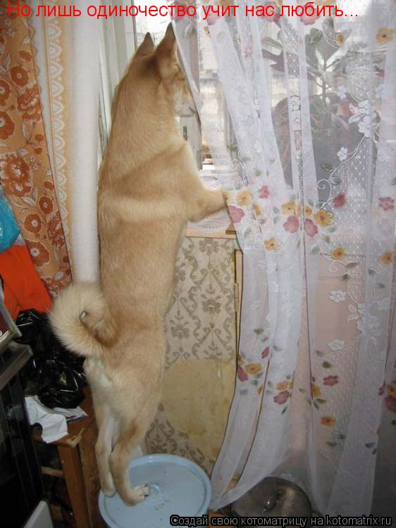 Котоматрица: Но лишь одиночество учит нас любить...