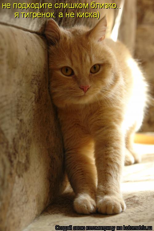 не подходите слишком близко.. я тигренок, а не киска)... Котоматрица: не подходите слишком близко.. я тигренок, а не киска)