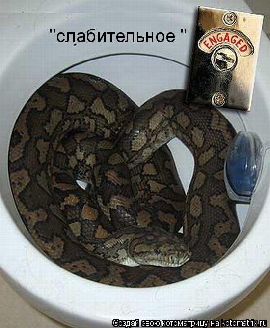 "слабительное "... Котоматрица: "слабительное "
