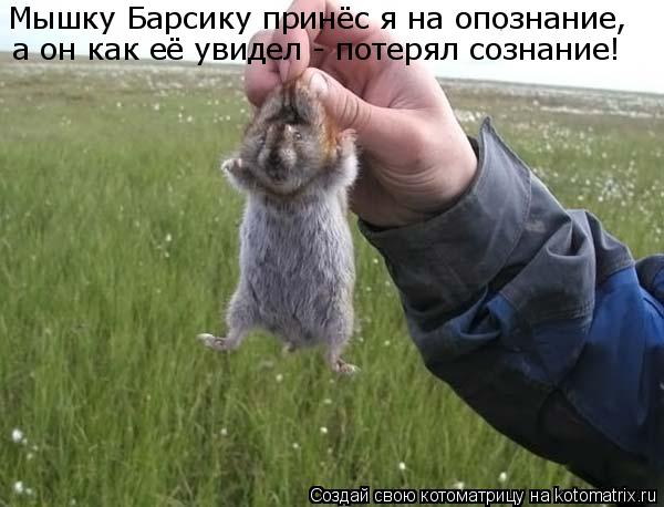 Котоматрица: Мышку Барсику принёс я на опознание, а он как её увидел - потерял сознание!