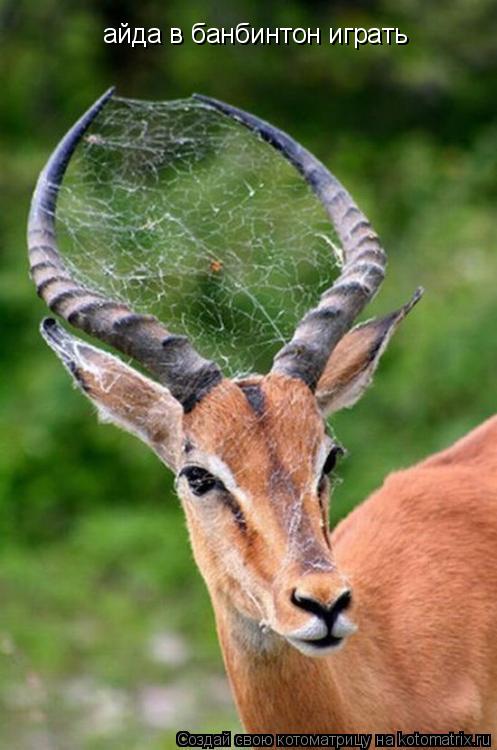 айда в банбинтон играть... Котоматрица: айда в банбинтон играть