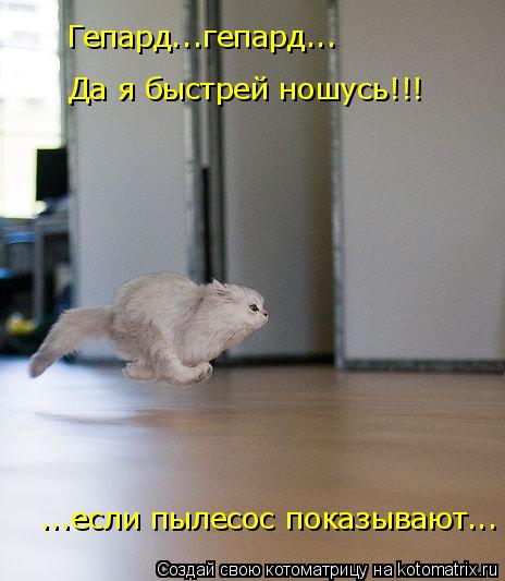 Гепард...гепард... Да я быстрей ношусь!!! ...если пылесос показывают...... Котоматрица: Гепард...гепард... Да я быстрей ношусь!!! ...если пылесос показывают...
