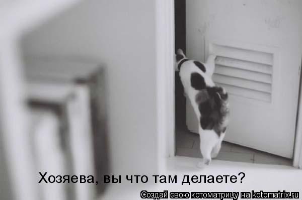 Хозяева, вы что там делаете?... Котоматрица: Хозяева, вы что там делаете?