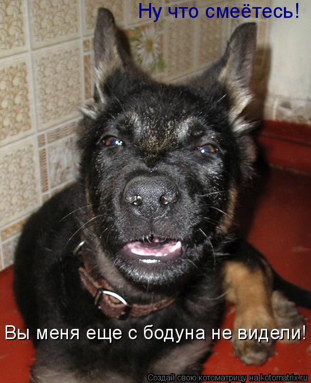 Котоматрица: Ну что смеётесь! Вы меня еще с бодуна не видели!